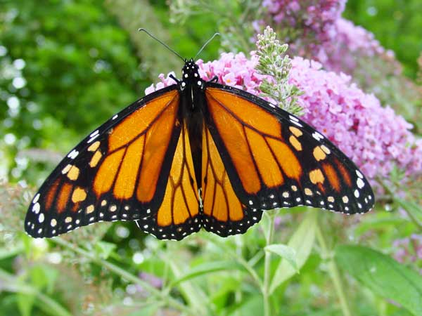 Monarch Butterfly